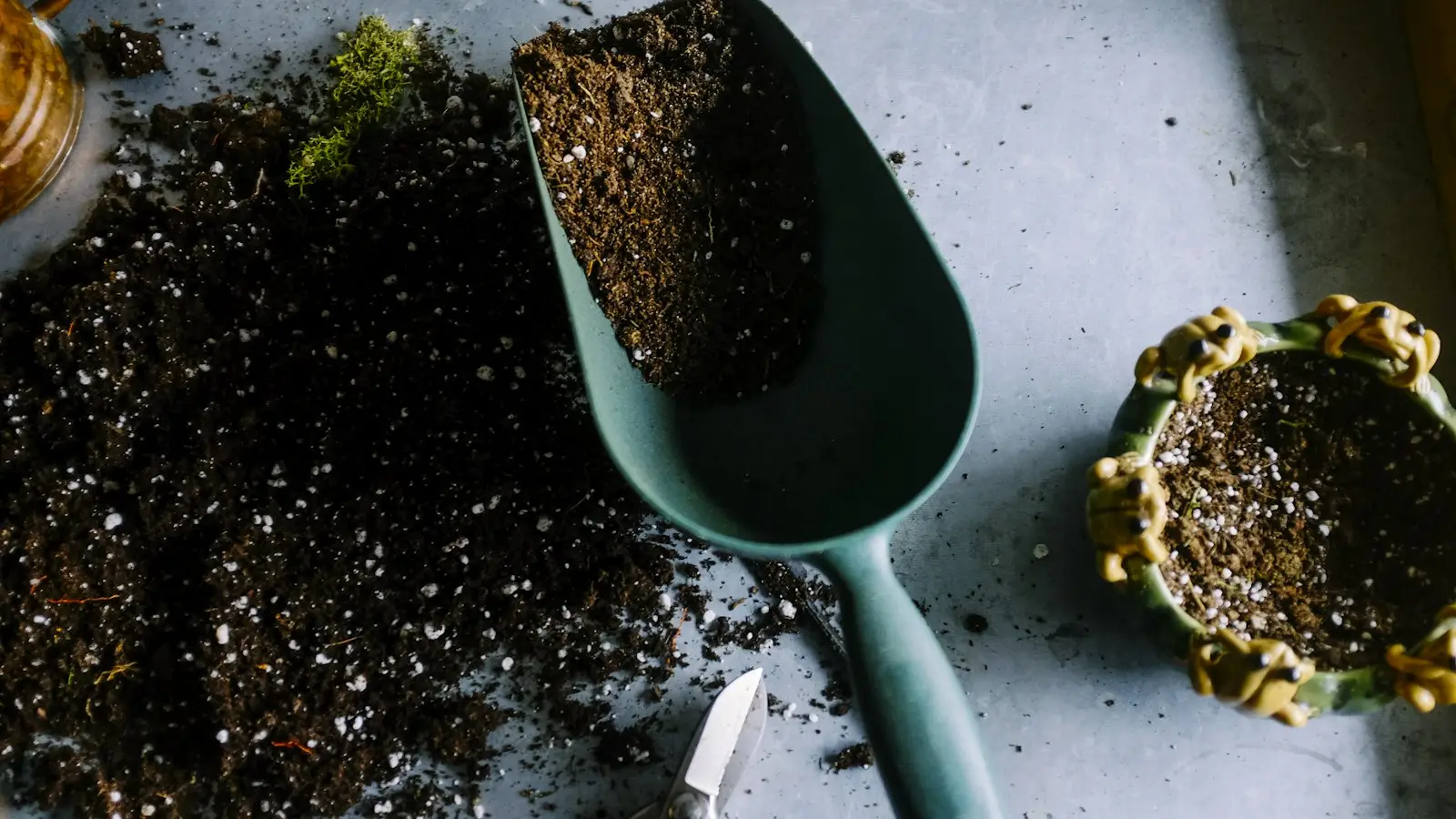 Fresh green seedlings and gardening tools on a bench in spring